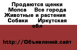 Продаются щенки Мопса. - Все города Животные и растения » Собаки   . Иркутская обл.